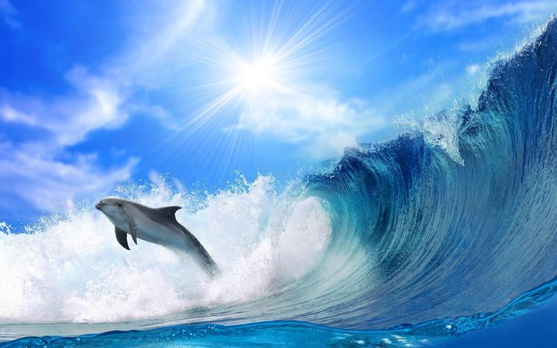 Waves, Chase, Dolphins, Sea, 1080P