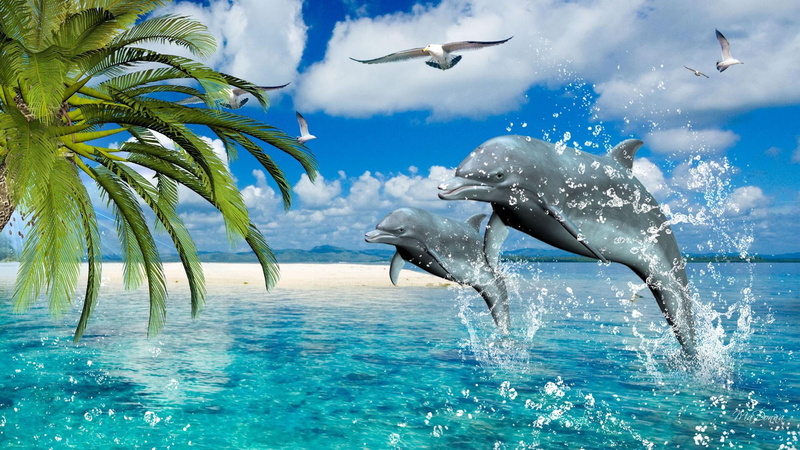 dolphins, dance, sea gulls, water, rest, tropcial, 1080P, happy, sand, tropicfal, waves, serene, sea, tropics