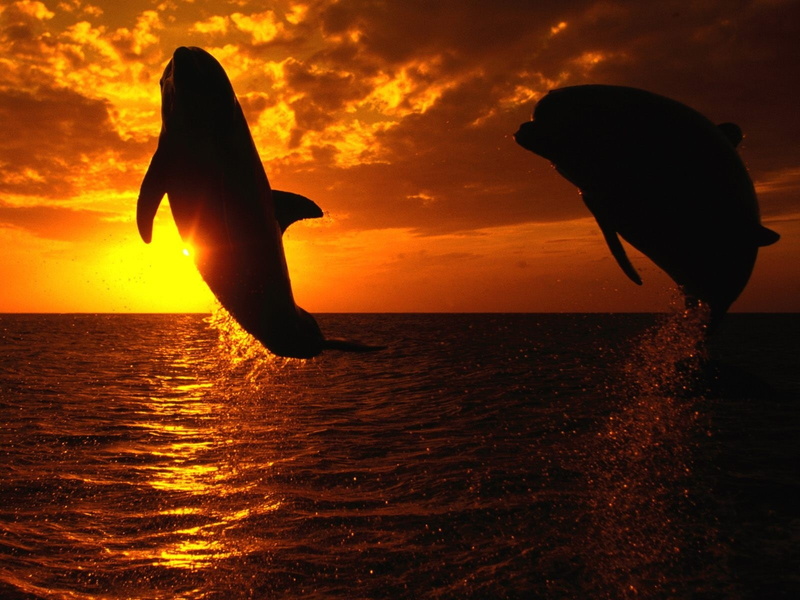 sky, horizon over water, group of animals, togetherness, animal themes, nature, beauty in nature, animals in the wild, sunset, sunlight, back lit, jumping
