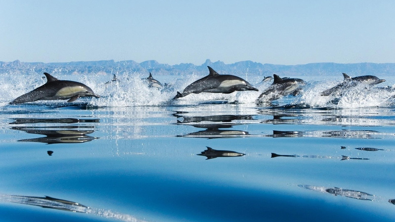 1080P, wonderful, sea, jump, show, water, dolphins, splash