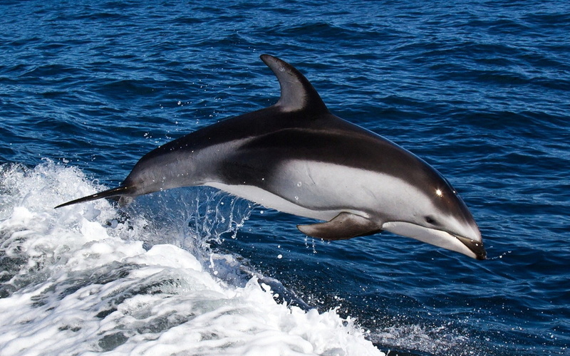 motion, swim, large, endangered Species, 1080P, wildlife, outdoors, no people, animals In The Wild, vertebrate, jump, jumping, animal themes, sea, whale