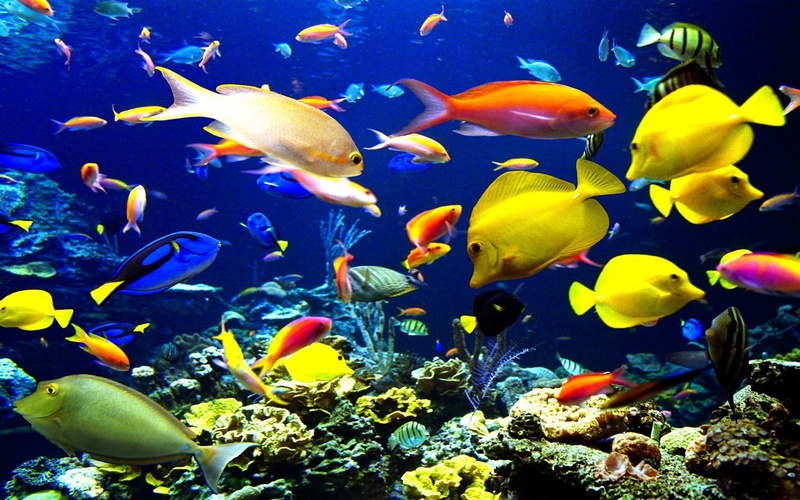animals in the wild, large group of animals, sea life, underwater, okean, water, swimming, world, sea, marine, animal, undersea, fish, laptop