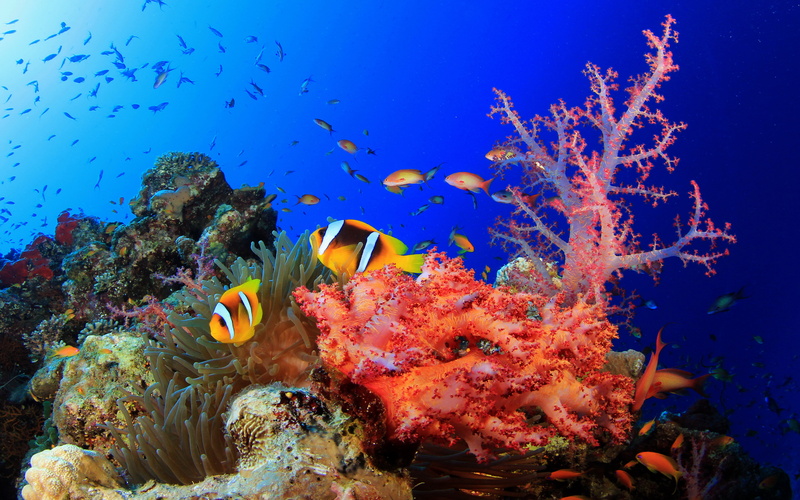 corals, world, tropical, 5K, hd, fish, okean, desktop, colorful, underwater