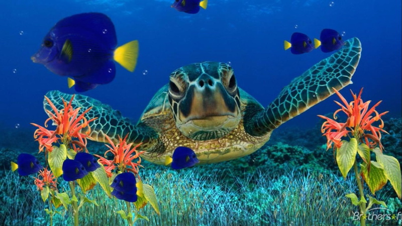  turtle, hd, 1080P, art, fish, sea, underwater, flora