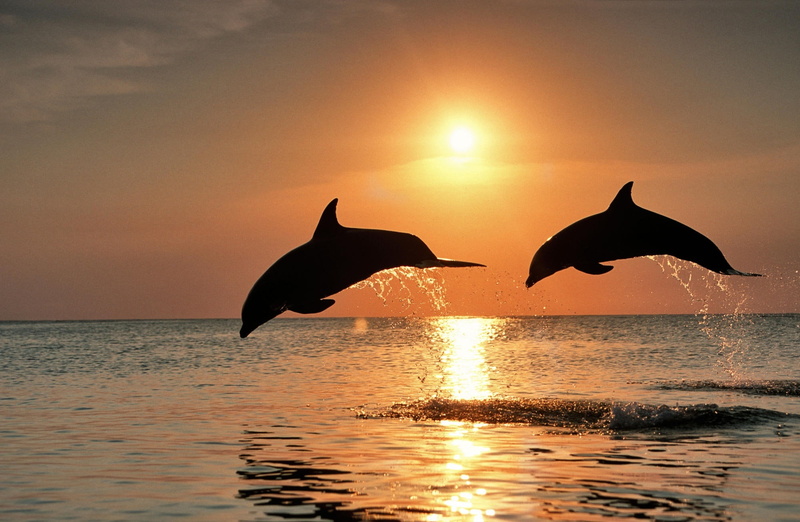 reflection, scenics - nature, animal, horizon over water, animals in the wild, animal wildlife, Dolphin, beauty in nature, Caribbean, sun, two animals