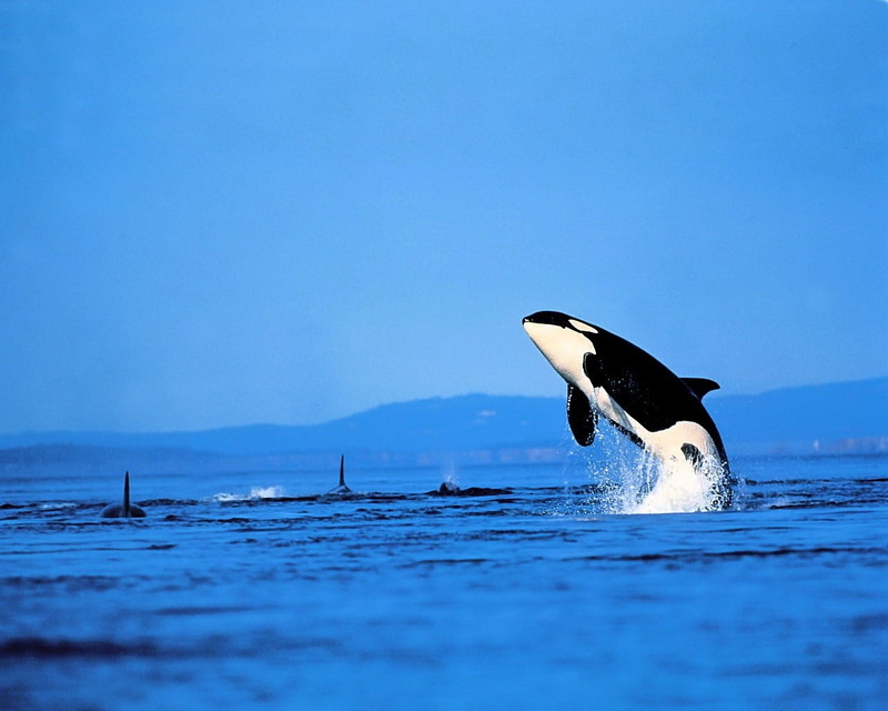 animal wildlife, animal, underwater, marine, one animal, vertebrate, killer Whale, dolphin, beach, mammal, animals In The Wild, pacific Ocean, water, sky