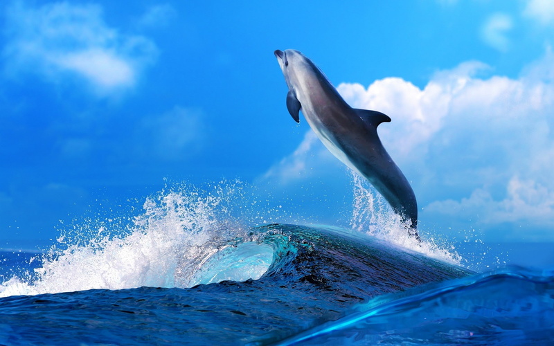 animals, 2K, dolphin, nature