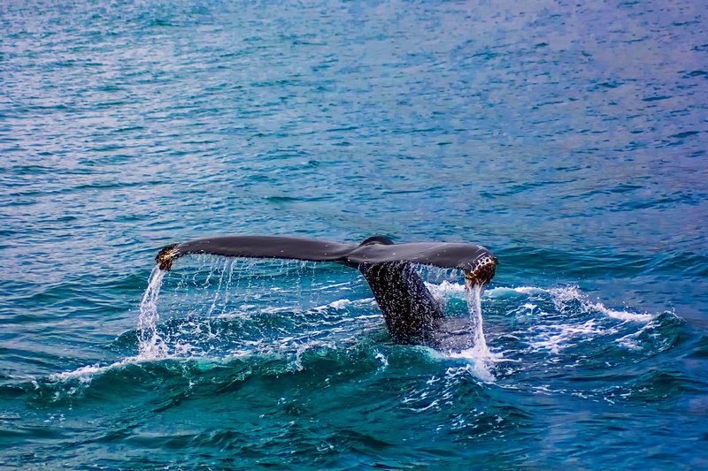 waterfront, dolphin, one animal, black, hdr, jump, breach, humpback Whale, water, mammal, nature, animal themes, breaching, black shark, swimming, diving