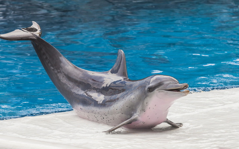 marine, aquatic mammal, nature, 1080P, animal, no people, fish tank, animals, pool, vertebrate, mammal, blue, water, animal themes, dolphin, sea, sea life