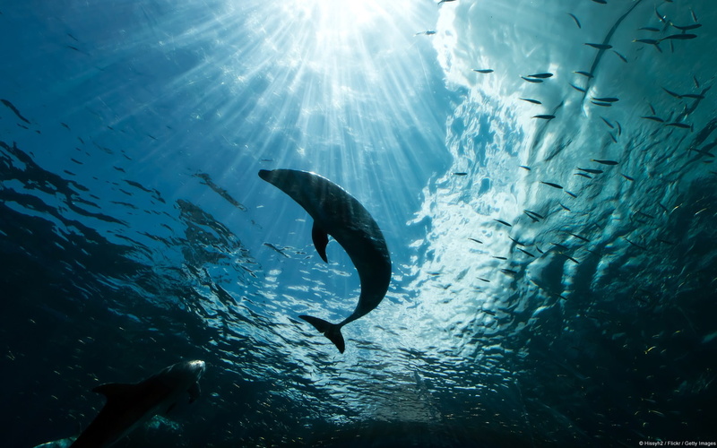 animals in the wild, water, windows, animal wildlife, theme, vertebrate, tank, sea life, hd, nature, animal themes, group of animals, blue, low angle view