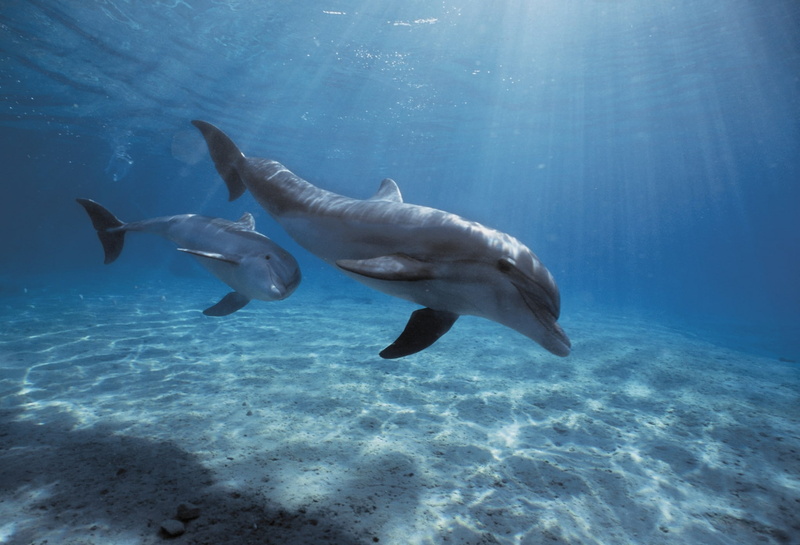 swimming, fish, animal themes, turquoise colored, marine, group of animals, blue, sea life, vertebrate, animal wildlife, animal, sea, undersea, animals in the wild