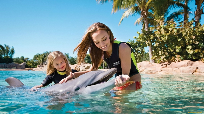 swimming pool, dolphin, brunette, women, smiling, 2K, little girl, swimwear, animals