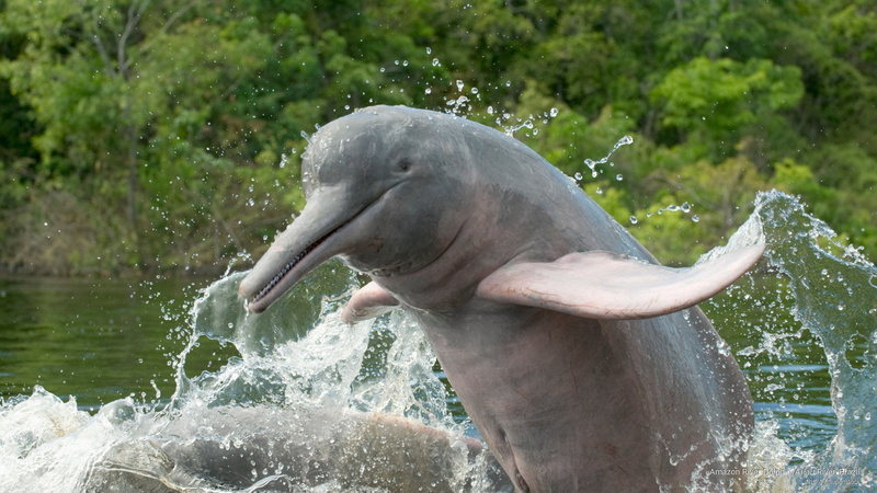 ariau, dolphin, amazon, brazil, 2K, Animals, river