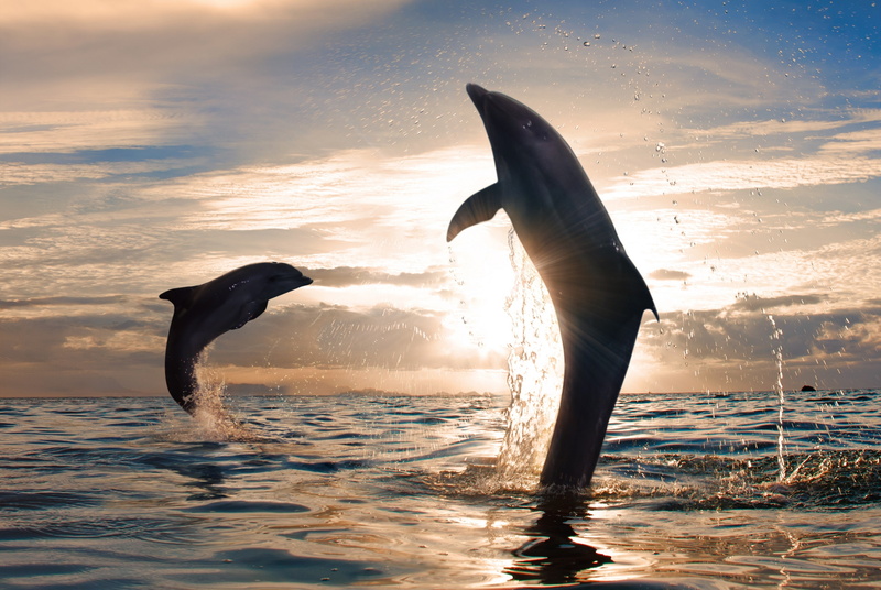playful, beautiful, dolphins, 4K, jumpin, Nature, Sunset, clouds, sun, Sea, splash of water, playful dolphins jumping, sky