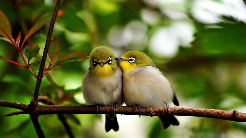 tree, plant, 1080P, birds, day, nature, two animals, sweet, group of animals, animal wildlife, love, outdoors, animal themes, focus on foreground, animals in the wild