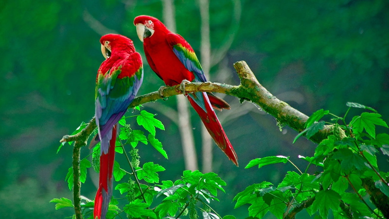 macaws, plant part, 1080P, animals in the wild, outdoors, parrot, nature, perching, green color, animal themes, no people, day, animal wildlife, plant