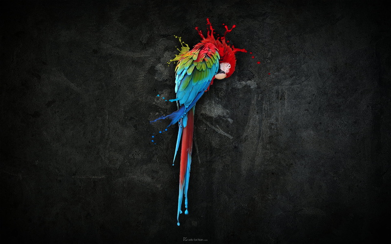 feather, multi colored, black background, macaws, indoors, animal themes, studio shot, splashes, choice, still life, dark background, green color, variation