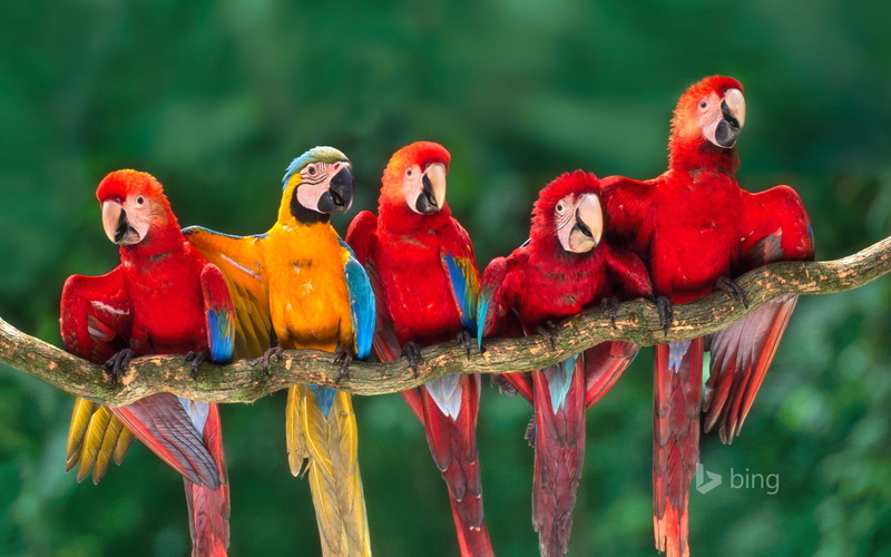 macaws, parrot, birds, nature, 1080P