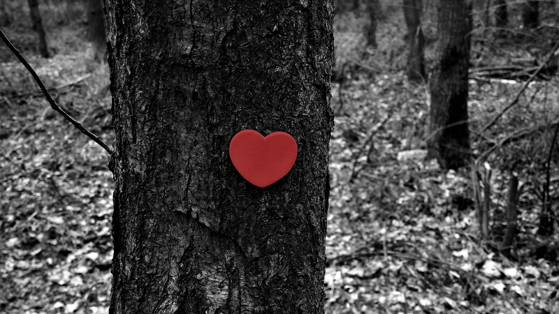 heart shape, no people, positive emotion, outdoors, land, bark, shape, forest, nature, 1080P, emotion, winter, plant, love, tree trunk, red, heart, close-up
