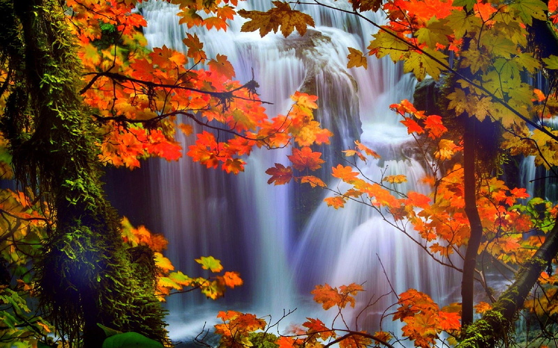 love, stunning, pre-made, leaves, scenery, dreams, four, seasons, trees, fall, waterfalls, creative, autumn, beautiful, 2K, falls, landscapes, nature