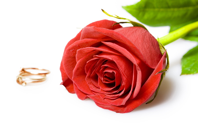 beauty, no people, spring, positive emotion, vulnerability, bridal, two, background, bloom, plant, green, petal, card, gift, metal, flowering plant, flores