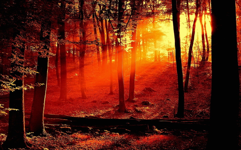 trunk, outdoors, orange color, tree, land, woodland, idyllic, forest, plant, streaming, trees, autumn, scenics - nature, change, beauty in nature, no people