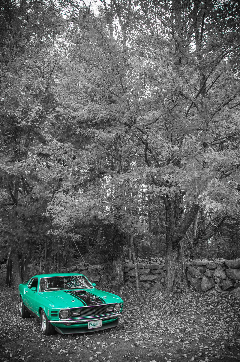 branch, transport, color, forest, engine, classic, style, exhibition, day, no people, green, sport, Car, horsepower, performance, power, Mustang, hybrid