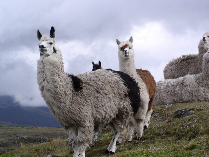 Lama, domestic, nature, domestic animals, day, land, sky, pets, 1080P, altitude, Ecuador, plant, field, mountain, no people, herbivorous, natural national park