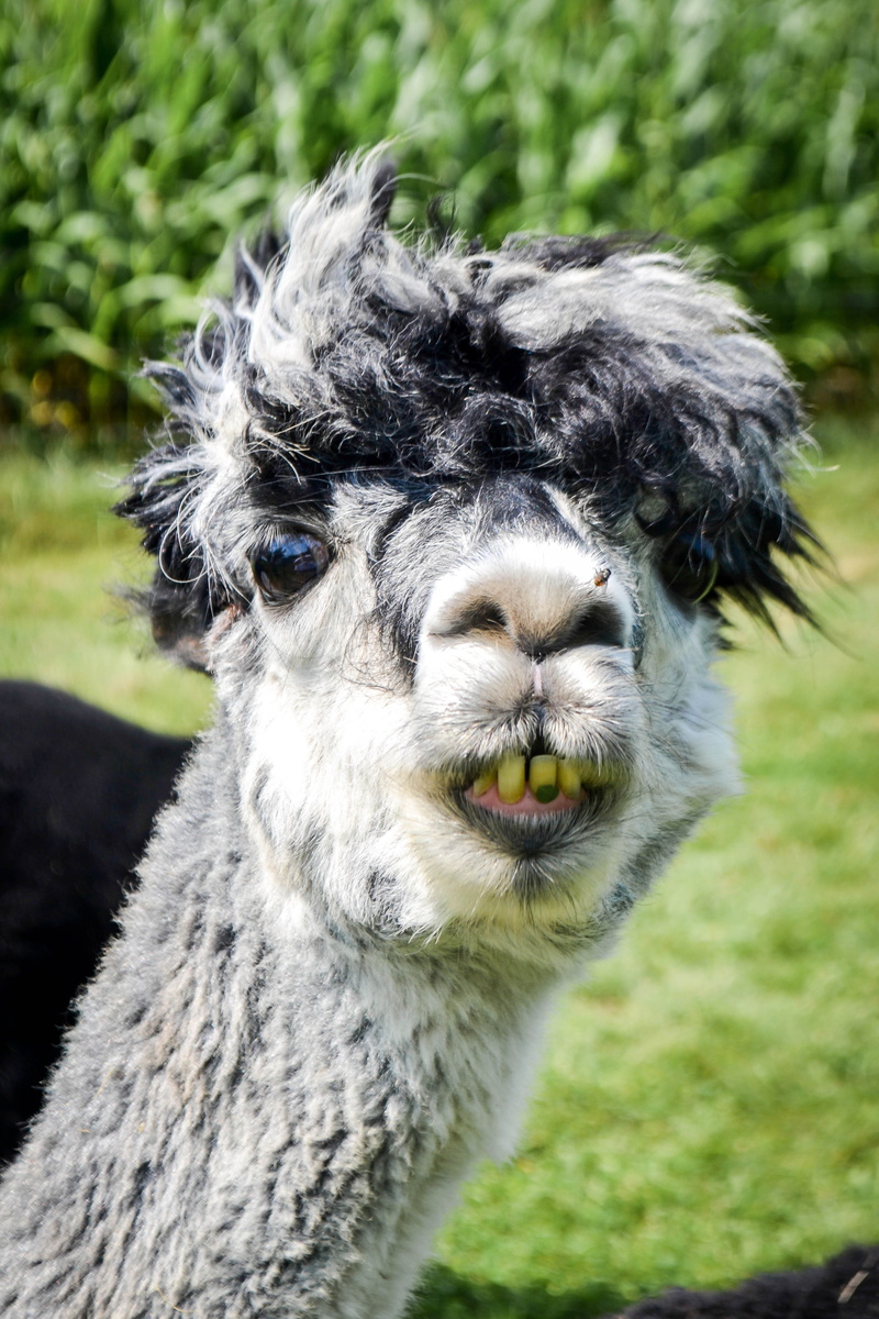 animal body part, pets, 4K, animal head, livestock, alpaca, portrait, outdoors, close-up, teeth, green, mammal, animal, vertebrate, field, black, funny