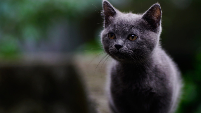 animal head, animals, young animal, cat, mammals, domestic animals, animal wildlife, vertebrate, looking at camera, russian, animal body part, animals in the wild