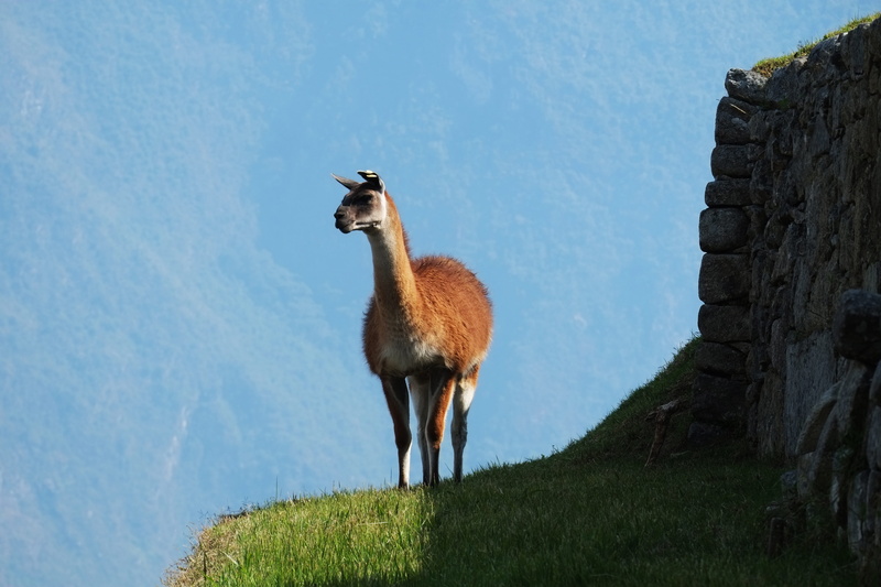 standing, vertebrate, land, herbivorous, day, llama, animals in the wild, one animal, alpaca, outdoors, 4K, plant, sky, animal wildlife, nature, livestock