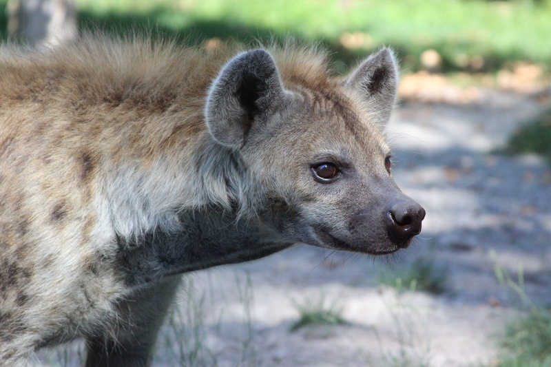 predator, portrait, animal, day, 2K, land, close-up, outdoors, fauna, animals in the wild, no people, carnivore, focus on foreground, hyena, looking away