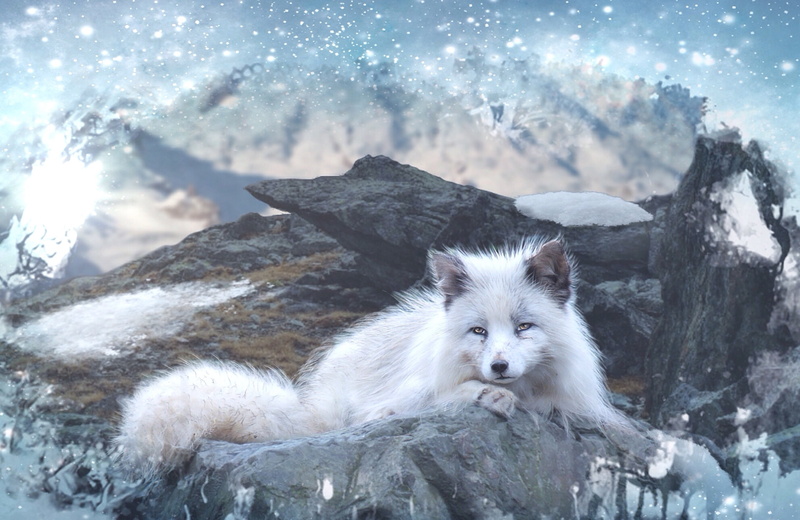 retouch, mountains, nature, animals, 2K, foxes, snow