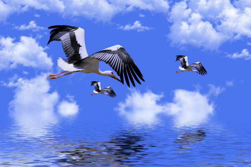 5K, water, retouching, storks, the sky, clouds