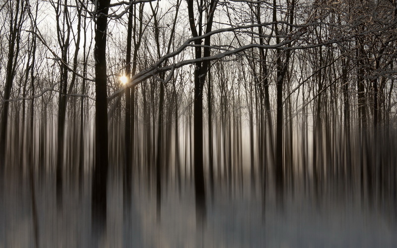 woodland, nature, snow, beauty in nature, tranquility, fog, retouch, trees, sky, tree, no people, reflection, sun, forest, land, trunk, tranquil scene
