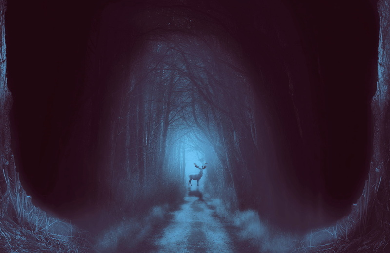 fear, animals, widescreen, real people, leisure activity, mystery, fog, tranquility, 1080P, forest, lifestyles, full length, the way forward, retouch