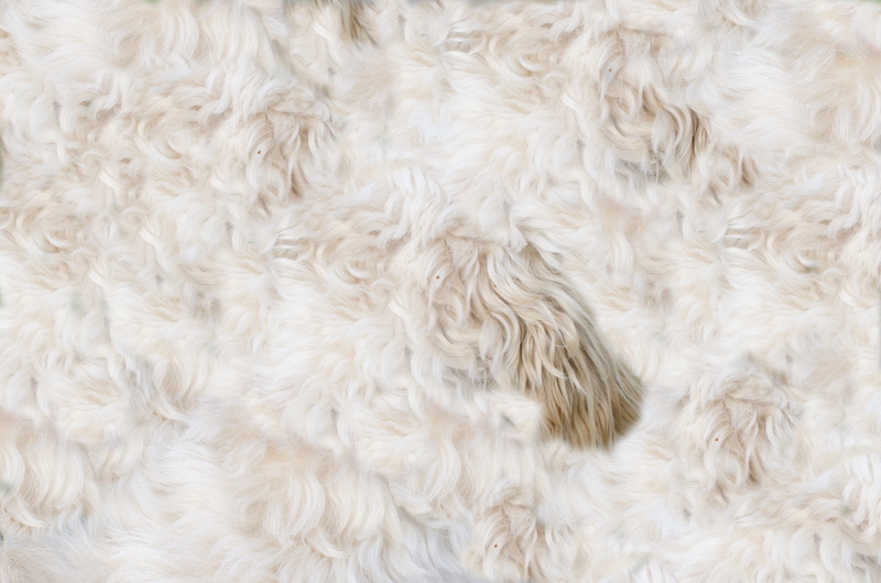 Fur, warm, textured, background, Pelt, close-up, animal body part, dog, day, hide, fur, coated, domestic, texture, animal themes, hair, Skin, backgrounds