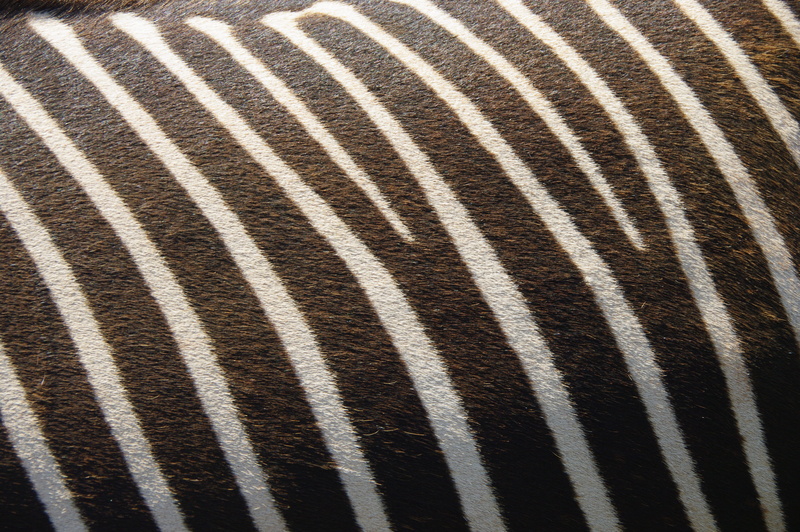 full frame, wild, Texture, textile, animal themes, Nature, white, design, backgrounds, animals in the wild, Animal, fur, animal wildlife, brown, abstract