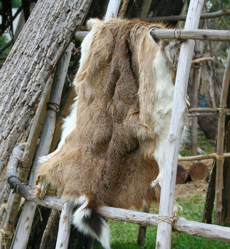 plant, skin, mammal, horse, herbivorous, brown, natural, barrier, animal head, one animal, white, leather, no people, animal wildlife, Native American