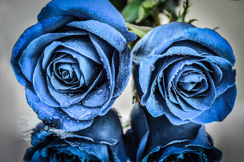 flowering plant, blue, no people, water drops, 2K, rose - flower, flowers, raindrop, inflorescence, wet, close-up, vulnerability, growth, flower, nature