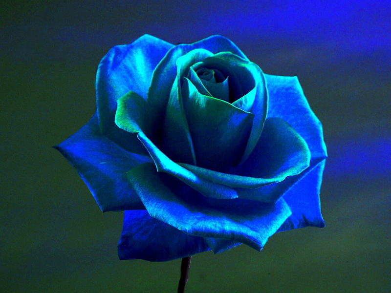flowering plant, flowers, beauty in nature, rose - flower, inflorescence, vulnerability, flower head, no people, plant, outdoors, 1080P, freshness, fragility