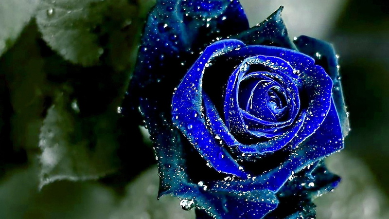 blooming, drops, water drops, blue rose, garden, rose, flower, 1080P