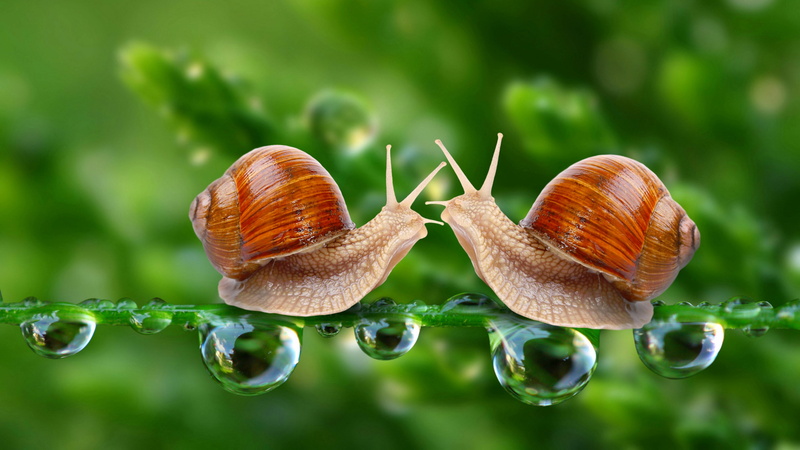 close up, 4K, dew, moisture, macro, macro photography, snail, drops, photography, waterdrop, snails