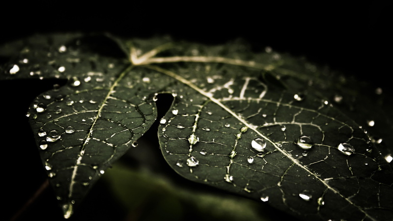 beauty in nature, maple leaf, day, nature, natural pattern, autumn, change, water, darkness, water drops, 4K, moisture, purity, vulnerability, leaf, plant part
