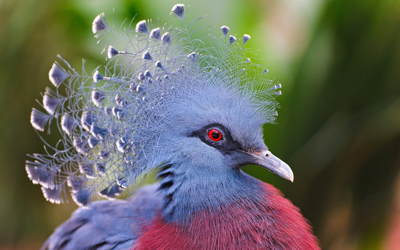 purple, red, Crowned, Blue, Victoria, peafowl, 2K, Feathers, Pigeon