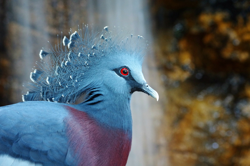 Victoria Crowned Pigeon, bird, crowned pigeon, 2K