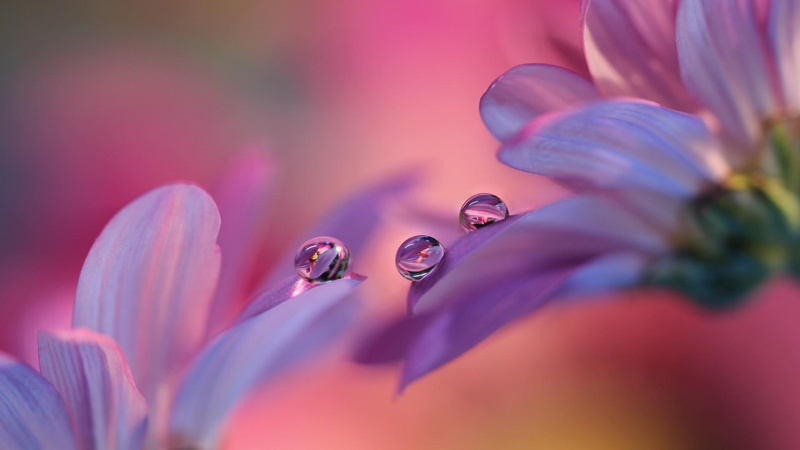 dew, 1080P, reflected, drop, close up, pink, flora, petal, moisture, macro photography, spring, flower, blossom, water, waterdrops