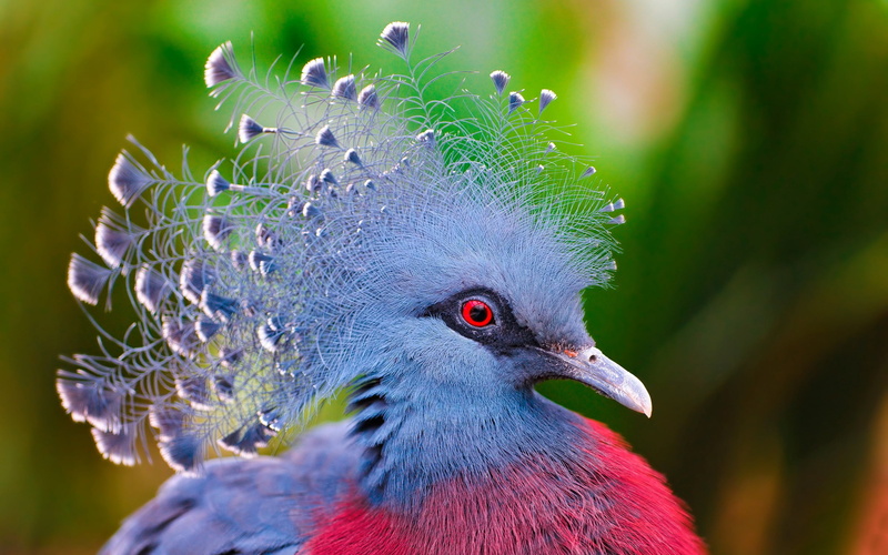 animal body part, one Animal, multi Colored, victoria, outdoors, bird, beauty In Nature, animal themes, pigeon, focus on foreground, animal, animals In The Wild
