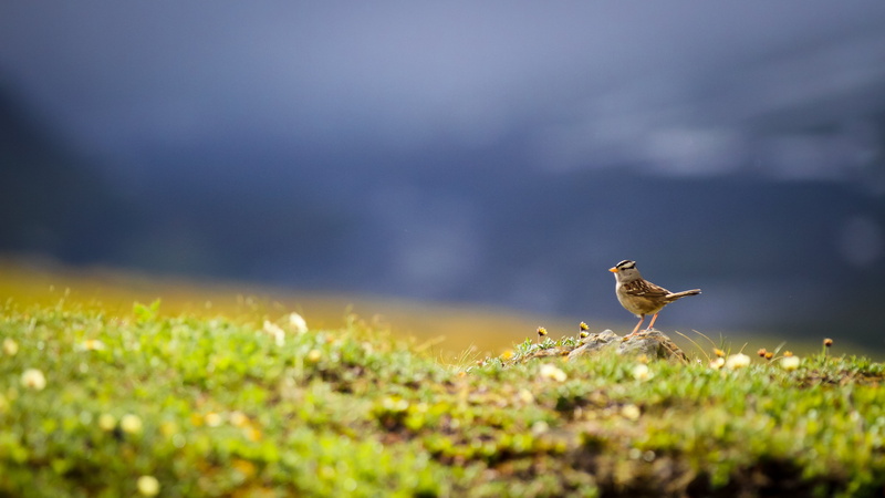 brown bird, sparrows, sparrow, animals In The Wild, on top, crowned, animal, birds, 5K, top, gray, wildlife, bird, white, nature, White-crowned Sparrow