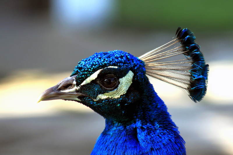 eye, wildlife, sideways, glance, multi Colored, up  close, animal, close up, photo, nature, profile, male Animal, 4K, blue, blue peacock, bird, close